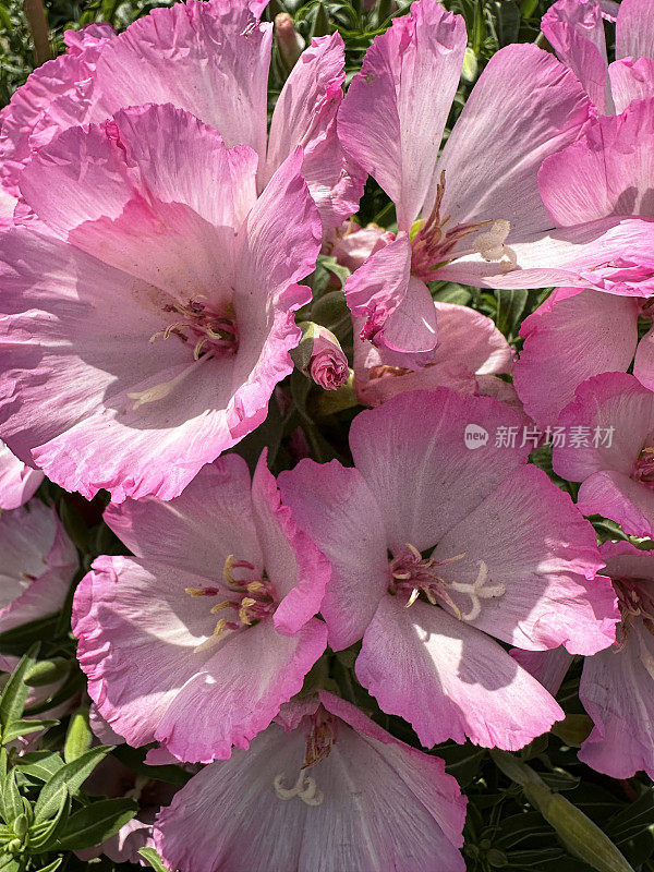 全画幅的盆栽浅粉色边缘与深粉色开花缎面花(clarkia amoena)展示在阳光明媚的花园中心，高架视图